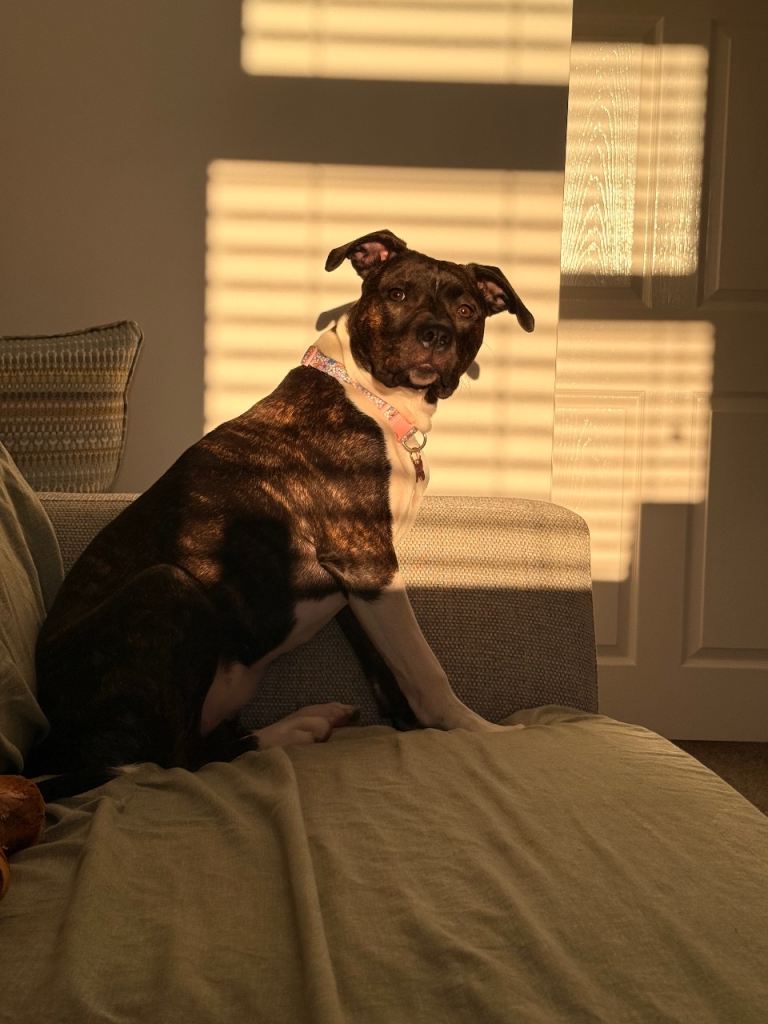 Mille 6 month Staffordshire cross