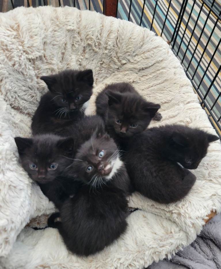 Kittens