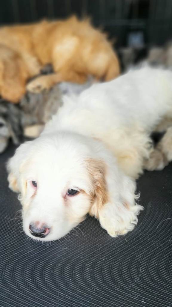 Cockapoo puppies 