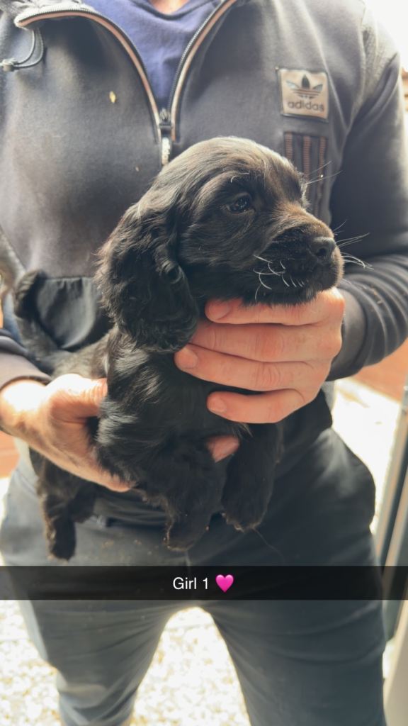 Adorable cocker spaniel puppies 