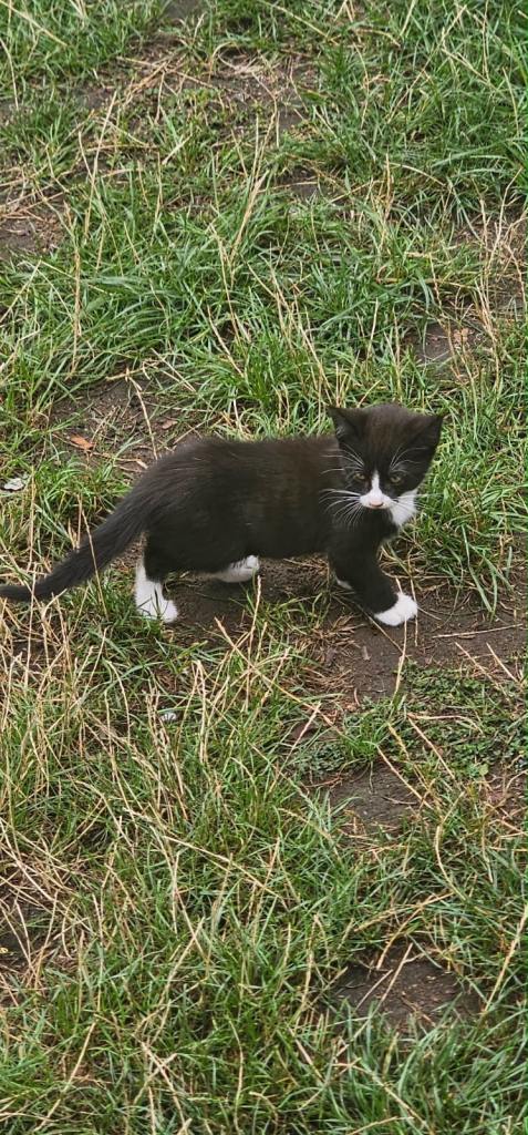kittens looking for new homes