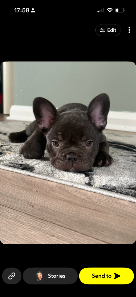 French Bulldog puppies 