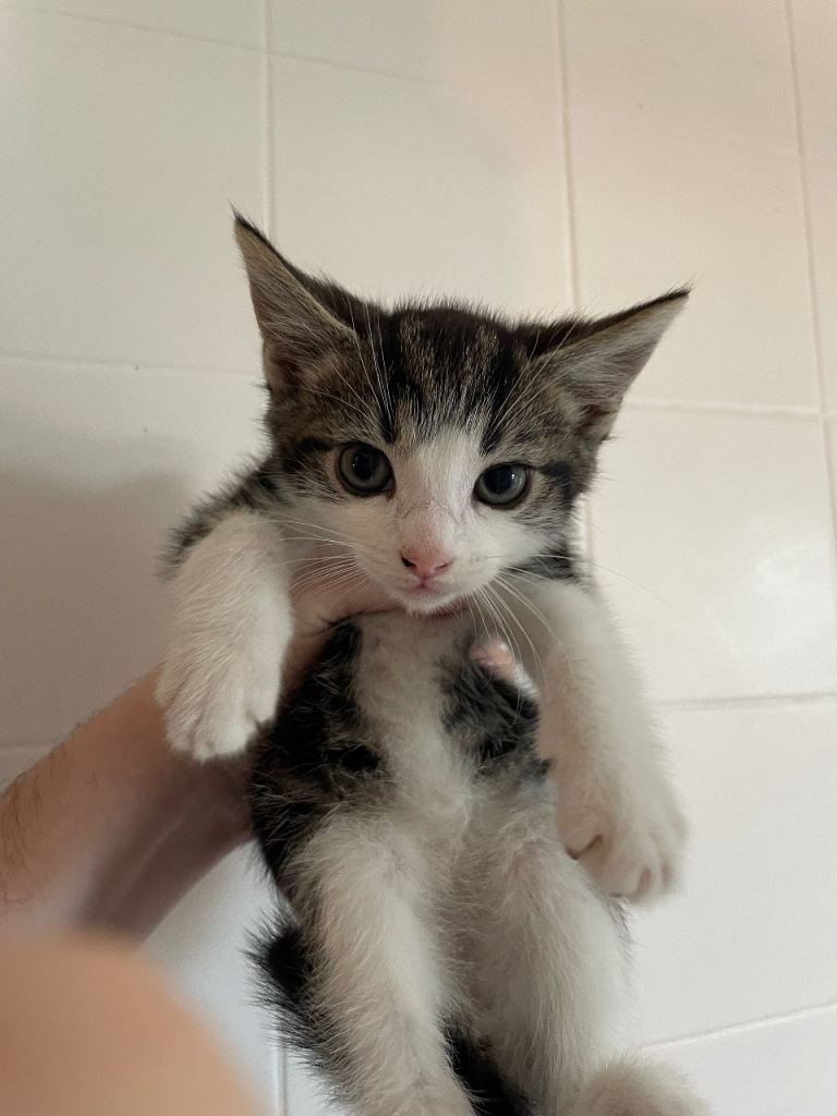 4 kittens ready to go