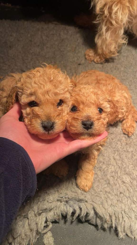 Toy poodle pups