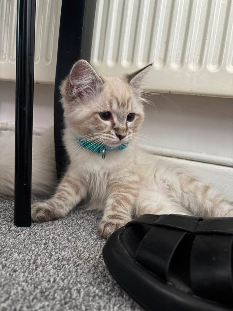Ragdoll kitten