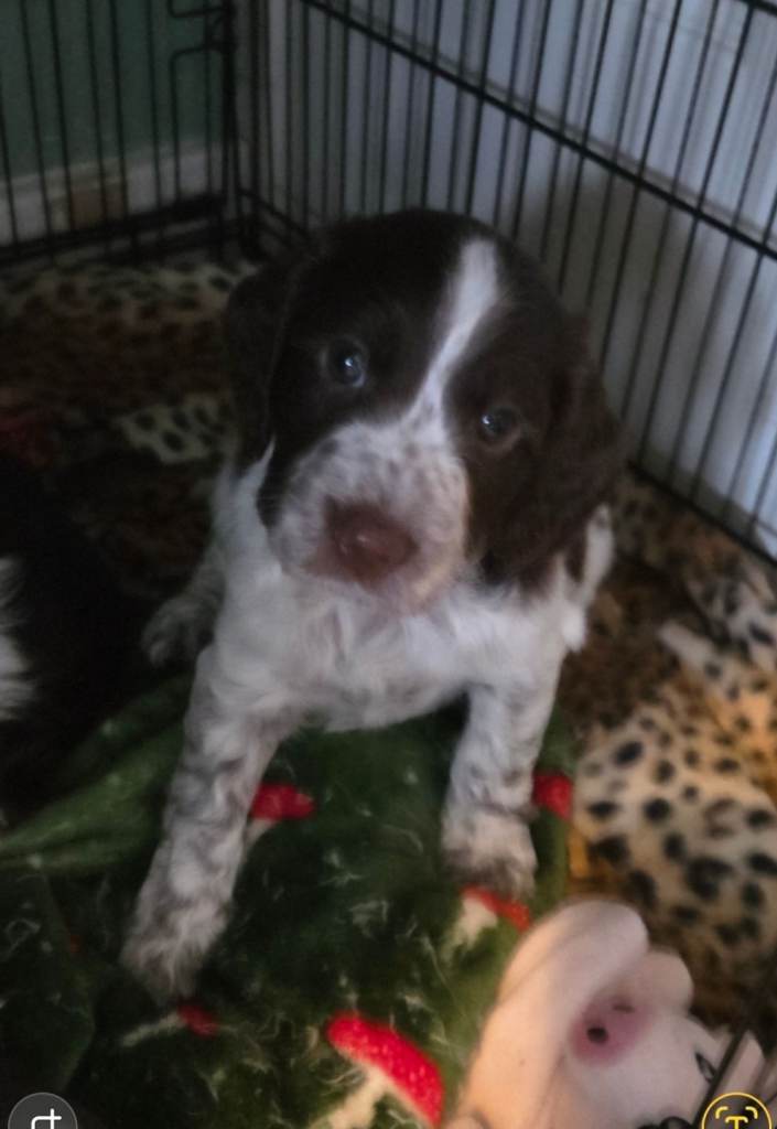  1 boy  lovely cocker spaniels