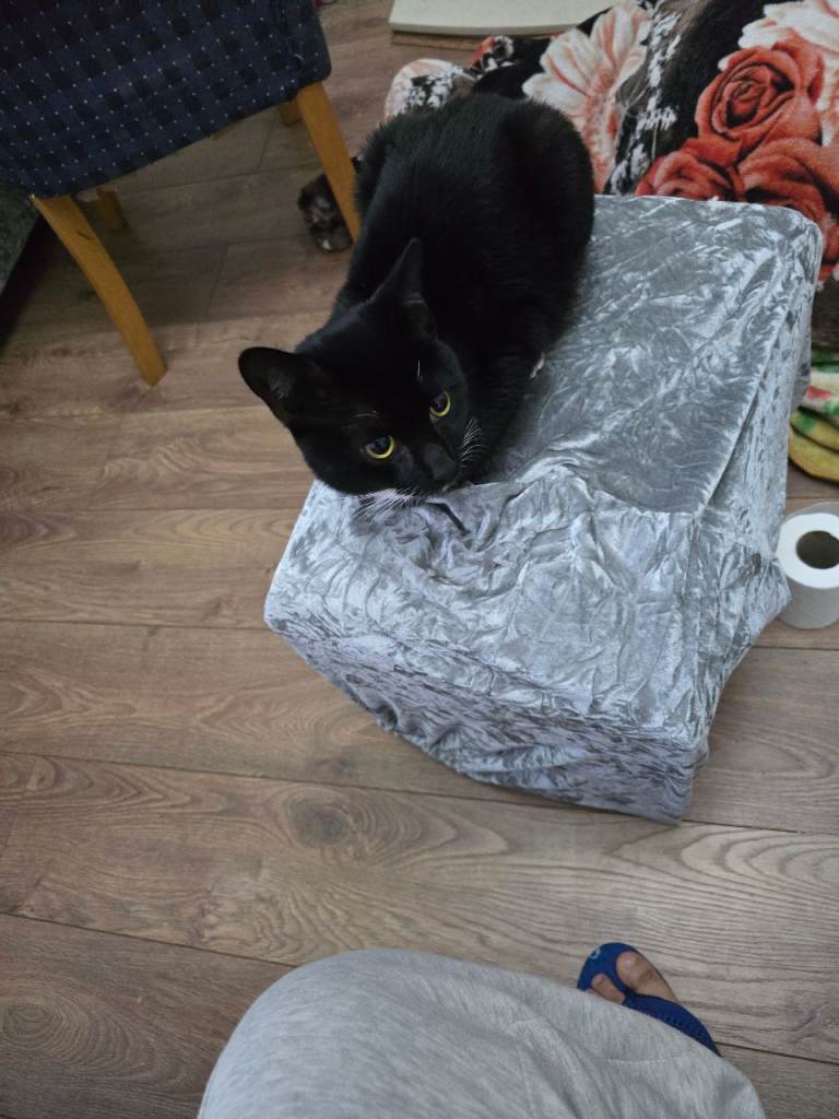 tuxedo cat or bamby breed cat