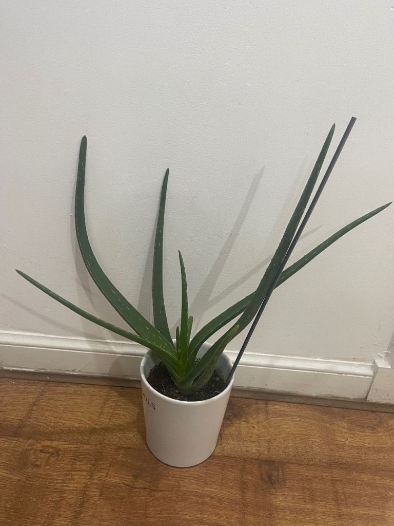 Aloe Vera Plant 