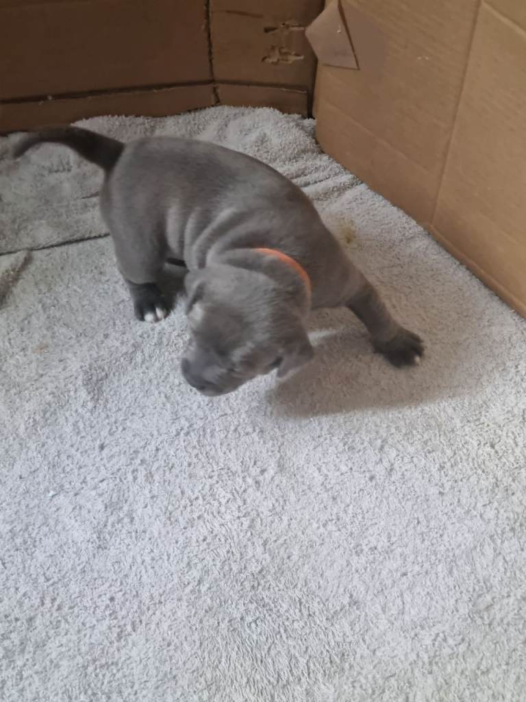 Blue Staffordshire bull terrior 
