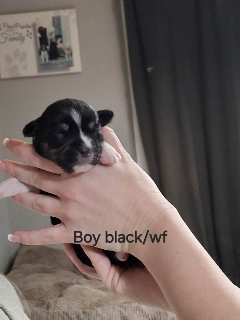 Patterdale/jack russell cross. Last pup available 