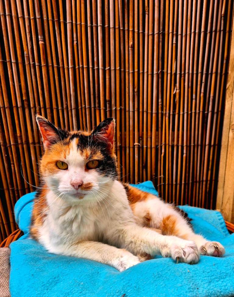 Loving home needed for cat, Polly.