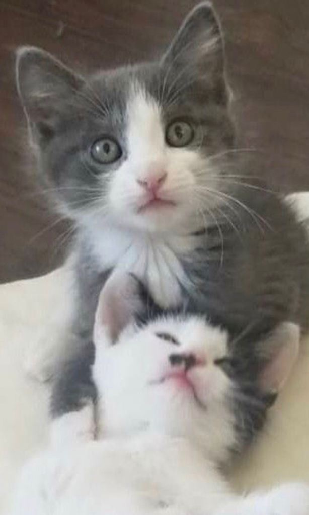 Grey kittens 