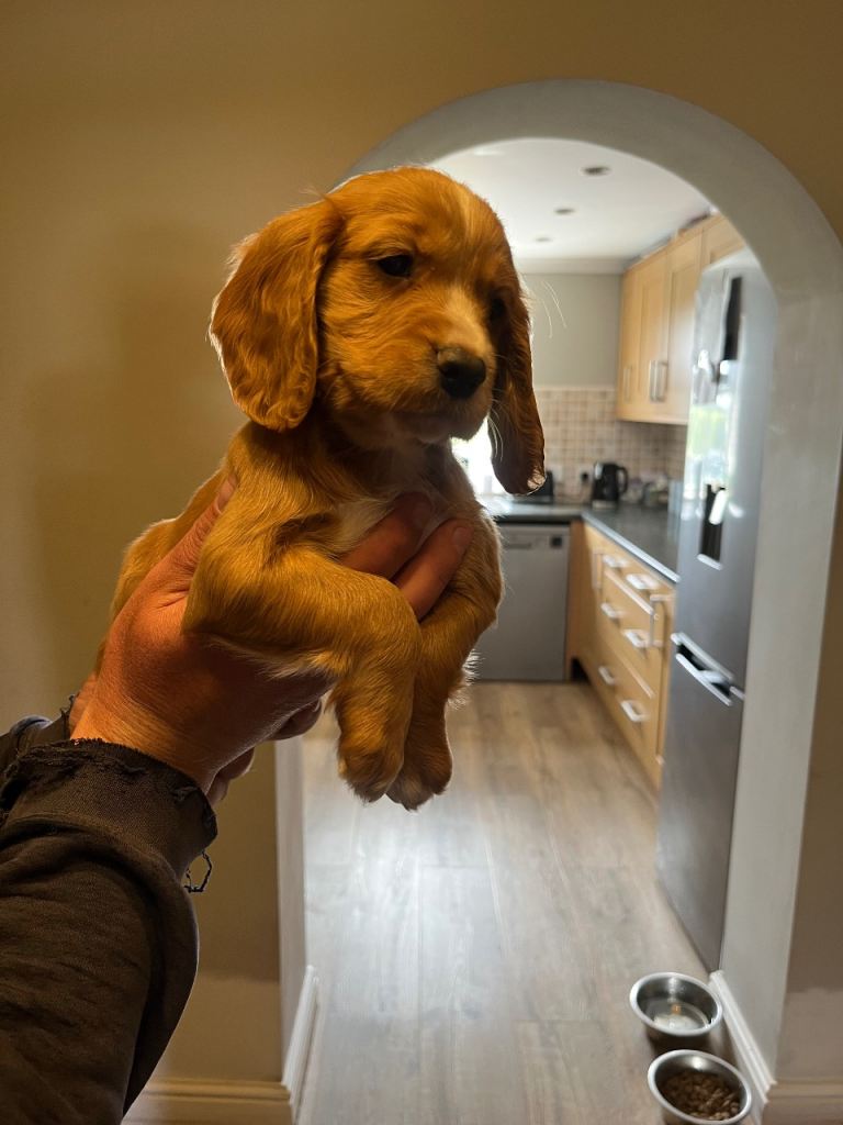 Fox red cocker spaniel pups 