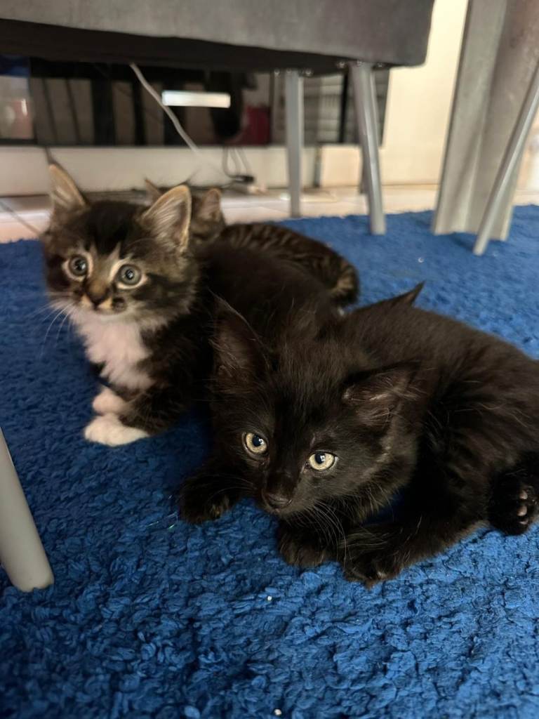Kittens - READY TO GO - 9 weeks old
