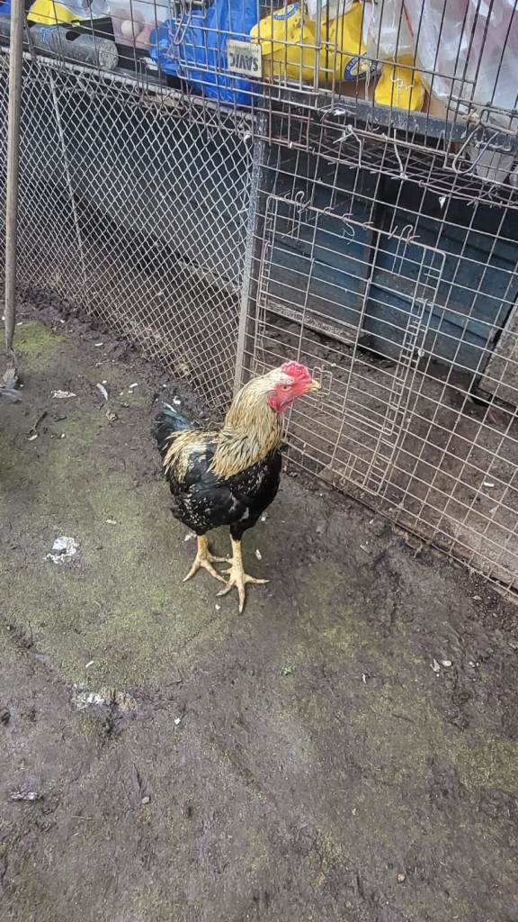 Assil / aseel cockerel