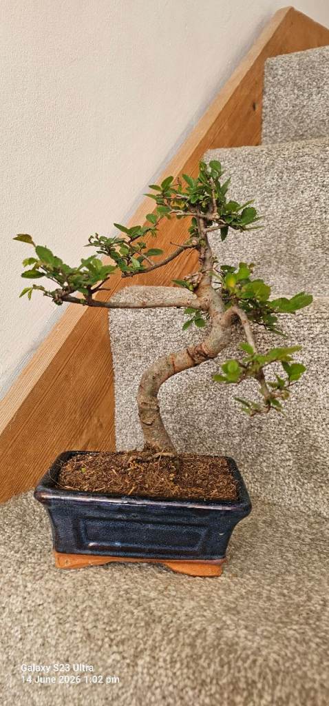 Bonsai japanese real mini tree 
