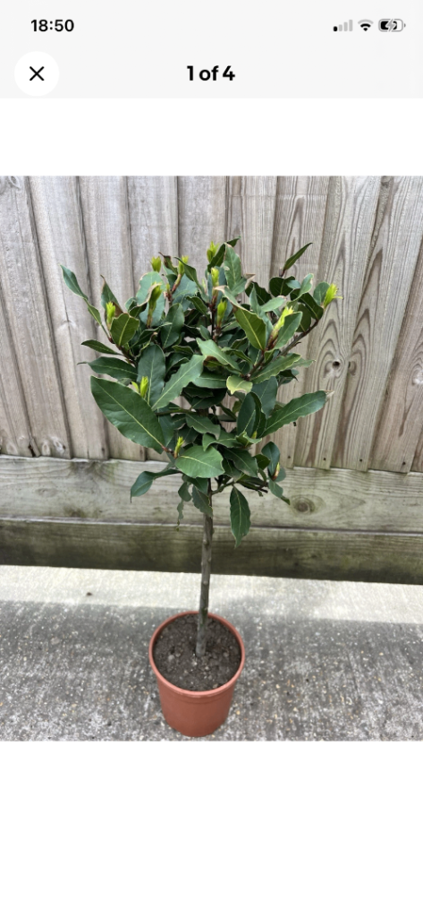 Bay tree WANTED