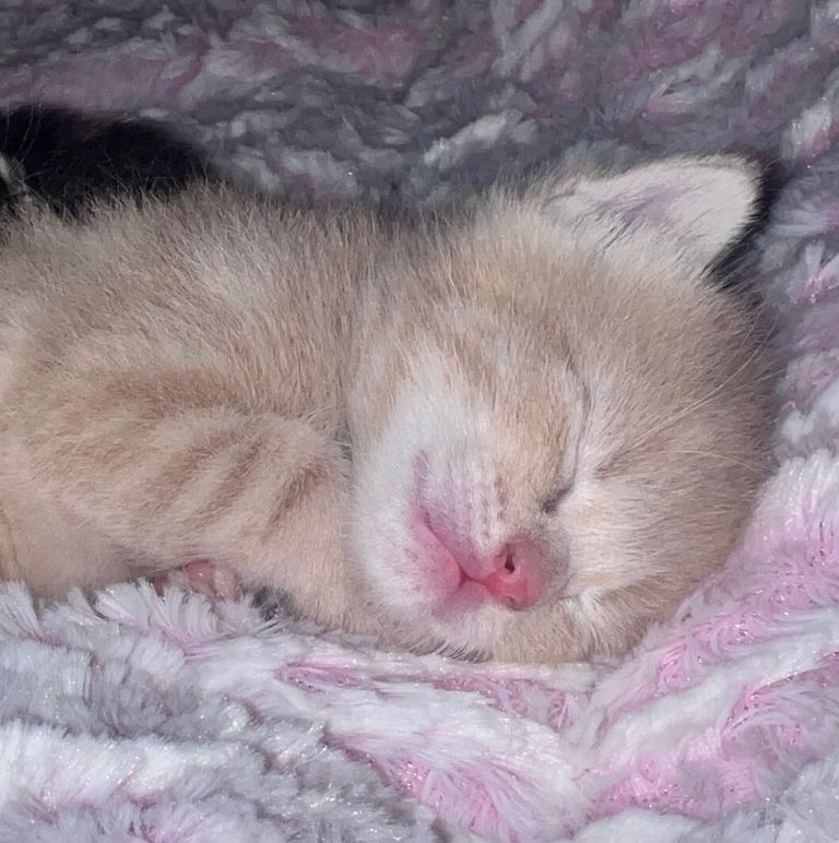 Male ginger kitten 
