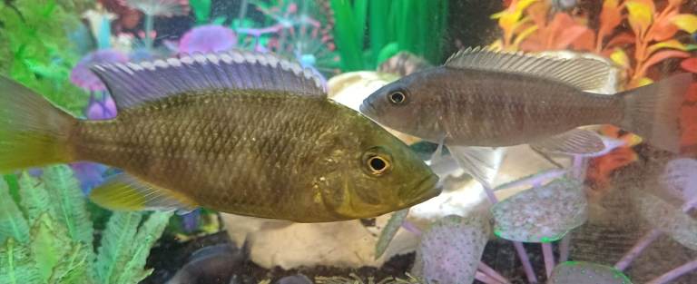 Peacock cichlids 