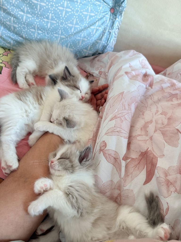 Ragdoll kittens 