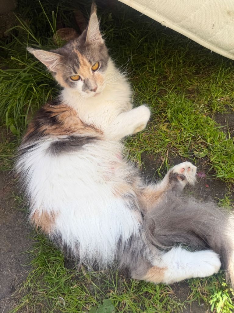 Maine coons cats for sale 