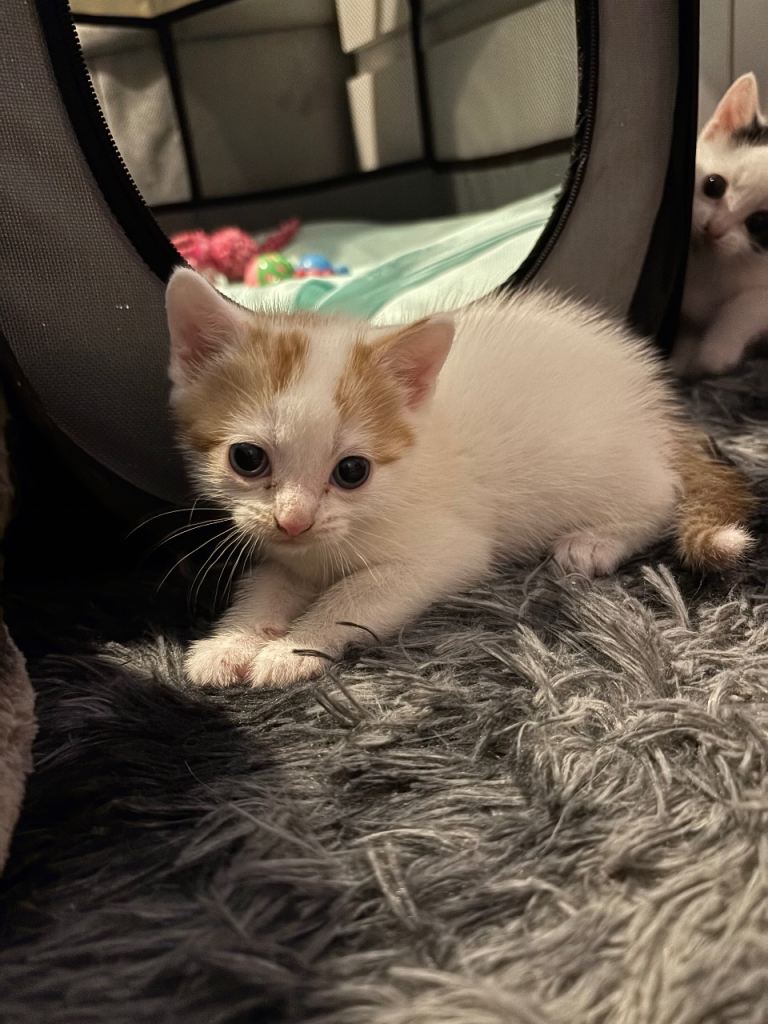 Kittens looking for forever homes