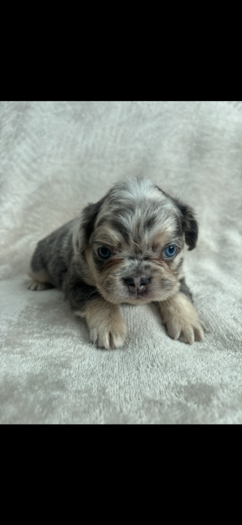 Fluffy frenchie puppies for sale 