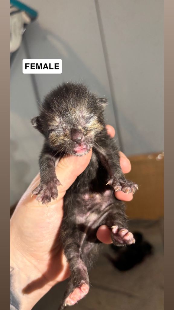 Female tabby for reserving! 🐱 🤍