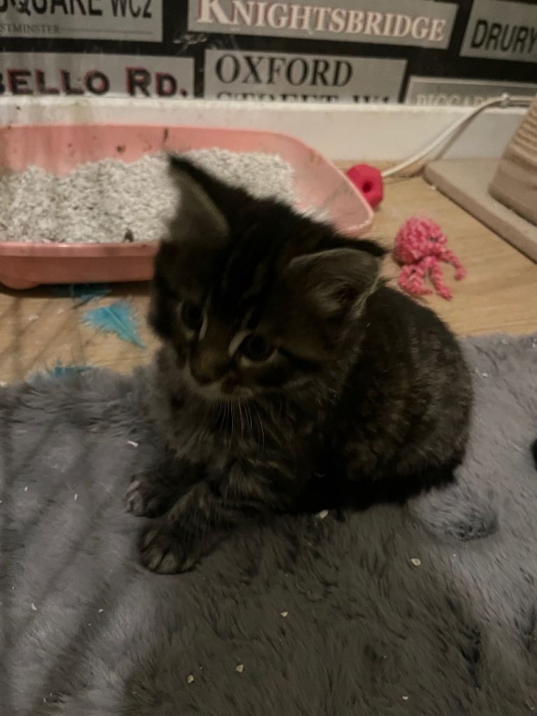 Maine coon x Ragdoll breed kittens for sale