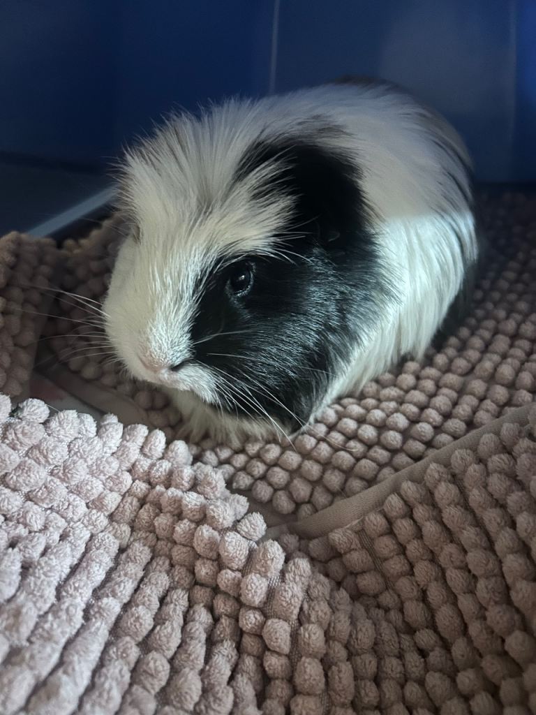 image for 2 male guinea pigs, cage, accessories ect 