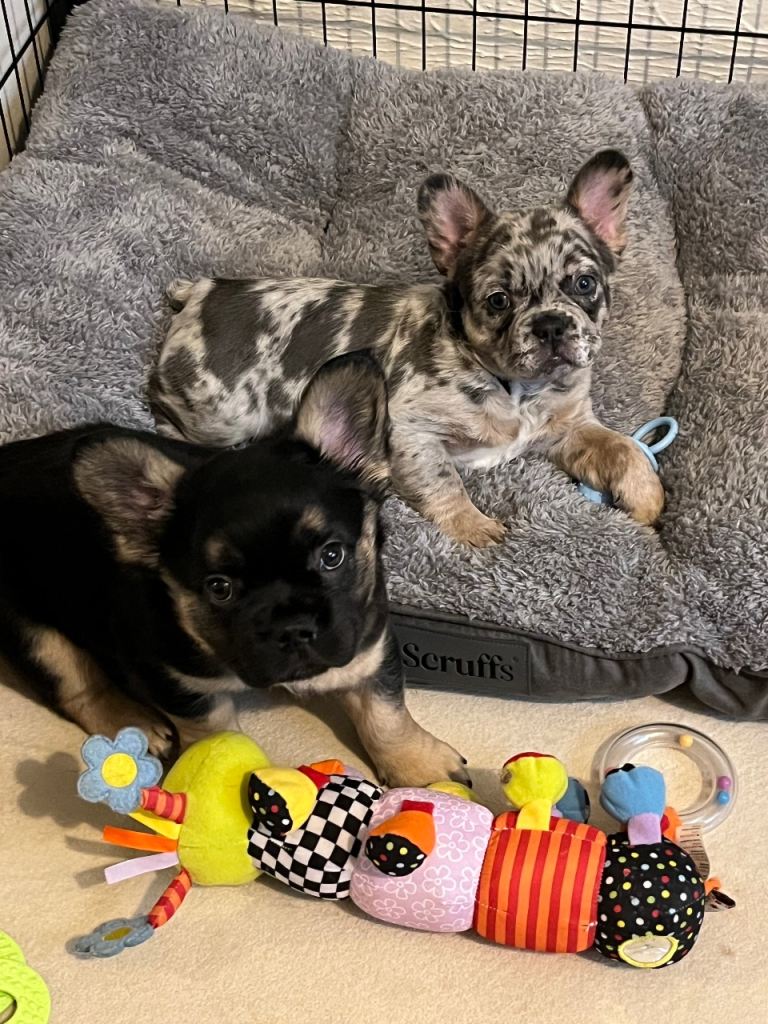 Ickle fluffy Frenchie puddings 