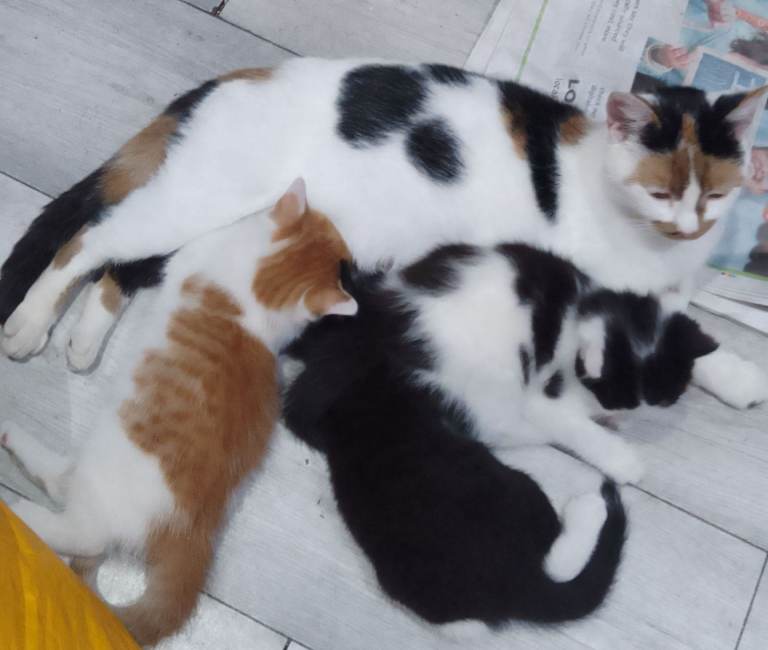 Kittens For Sale Ready Now 