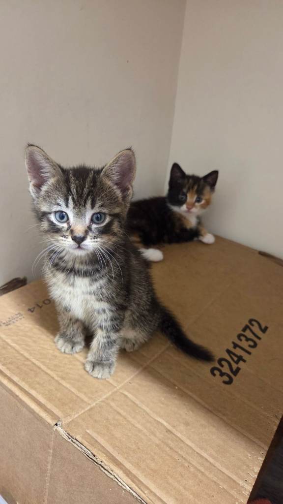 10 wk old kittens 