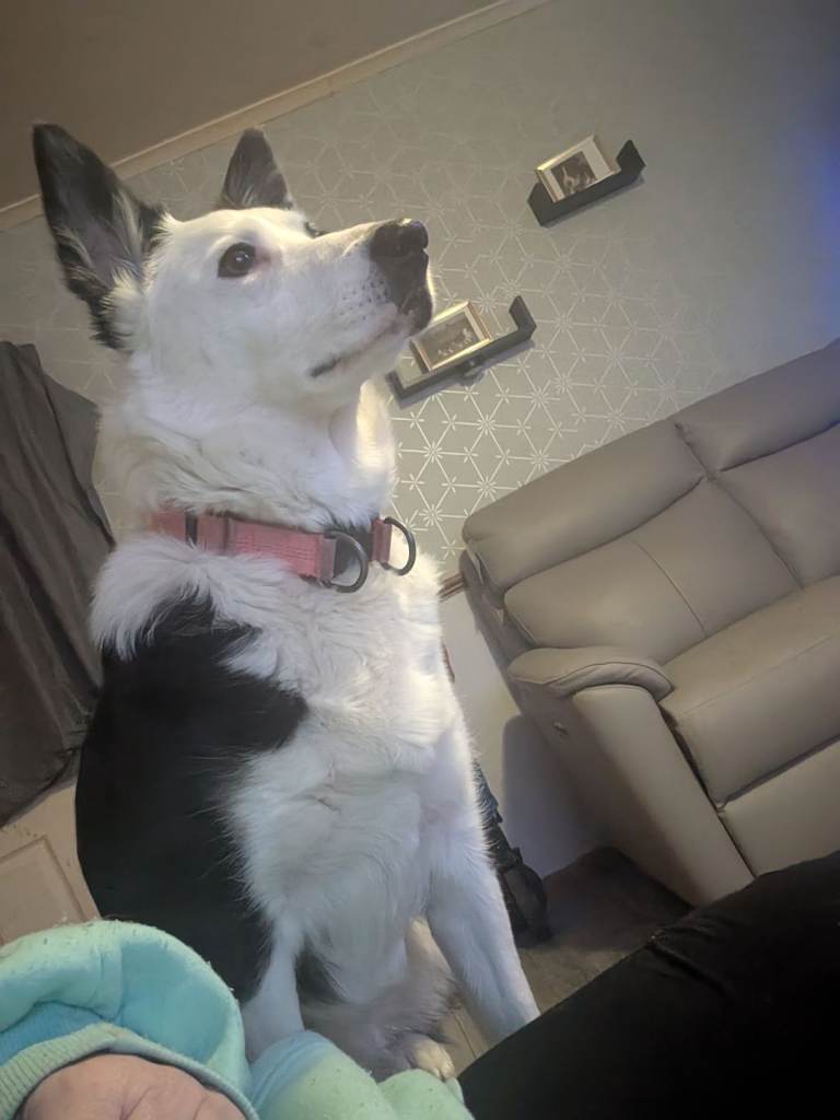 Husky cross border Collie 