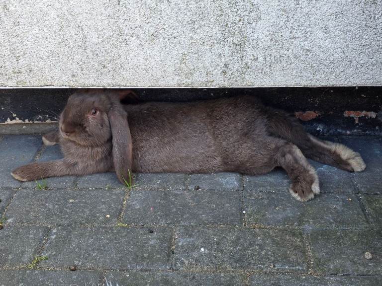 Giant french lops
