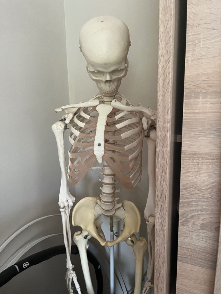 Life-Size Human Skeleton Model – Good Condition