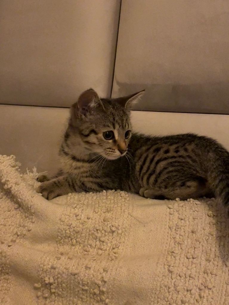 Tabby kitten ready to leave