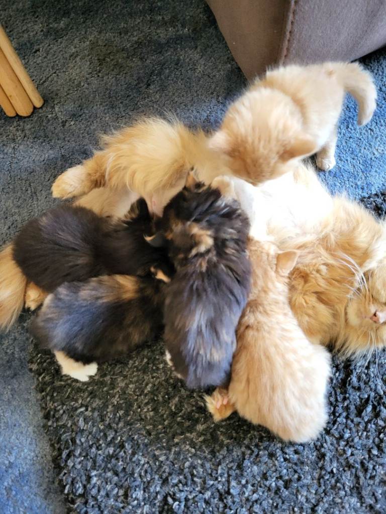 Beautiful friendly kittens