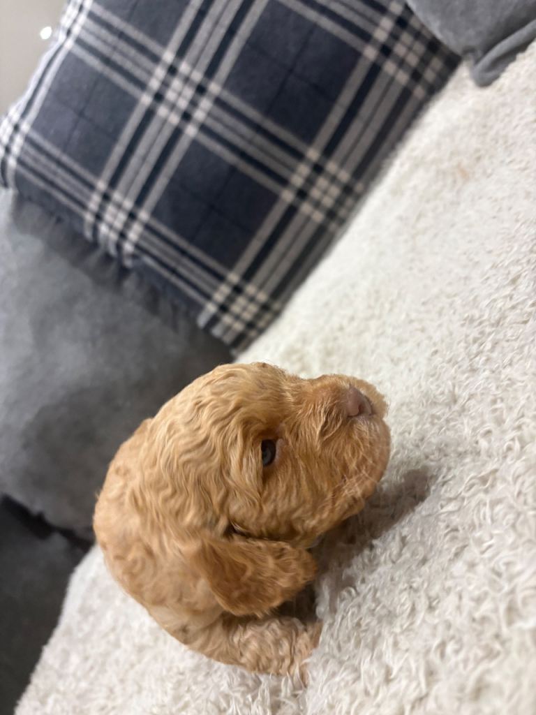 Cockapoo 