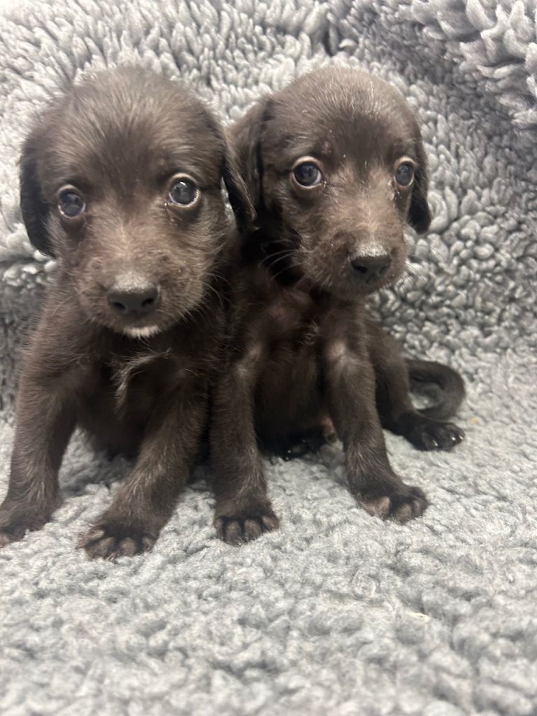 GENUINE BEDDY WHIPPETS 2 BOYS LEFT