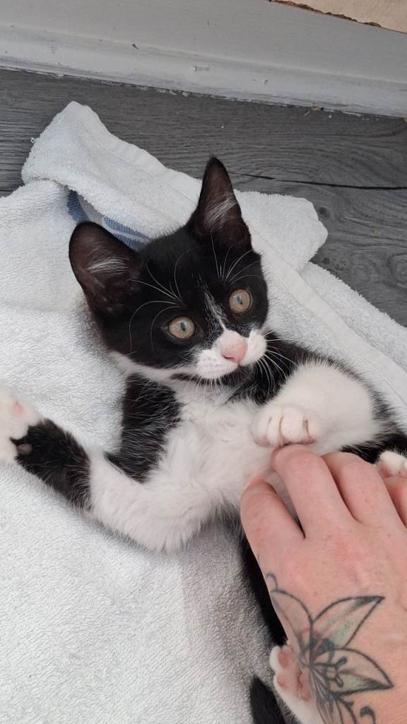 Female kitten 12 weeks
