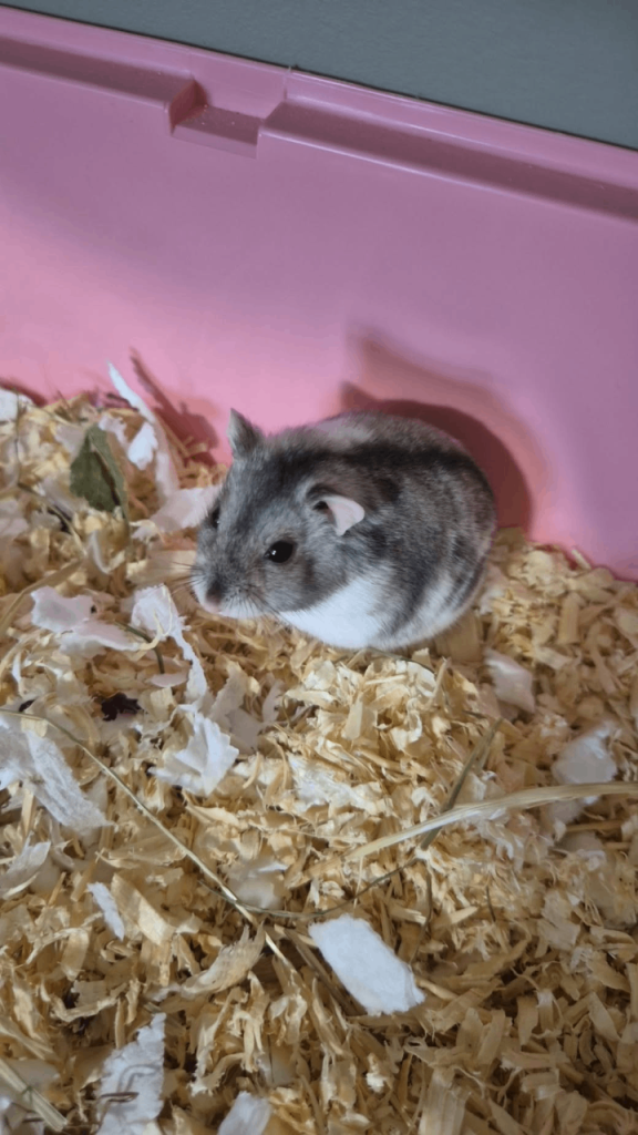 Female Russian dwarf hamster