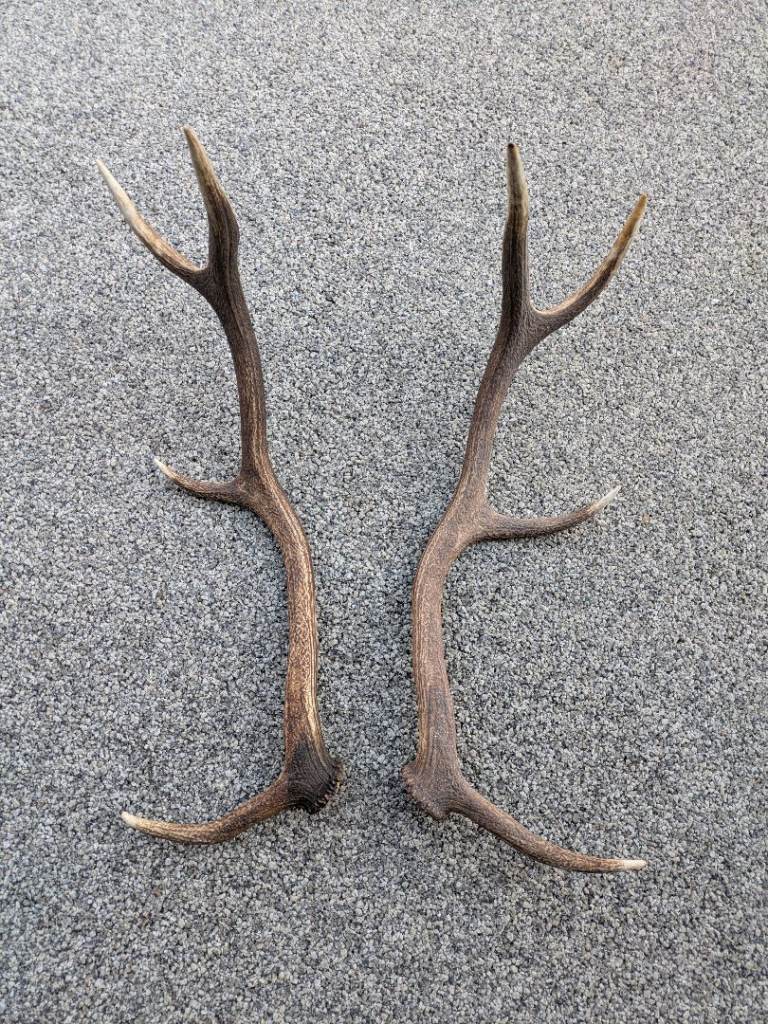 Scottish stag antlers