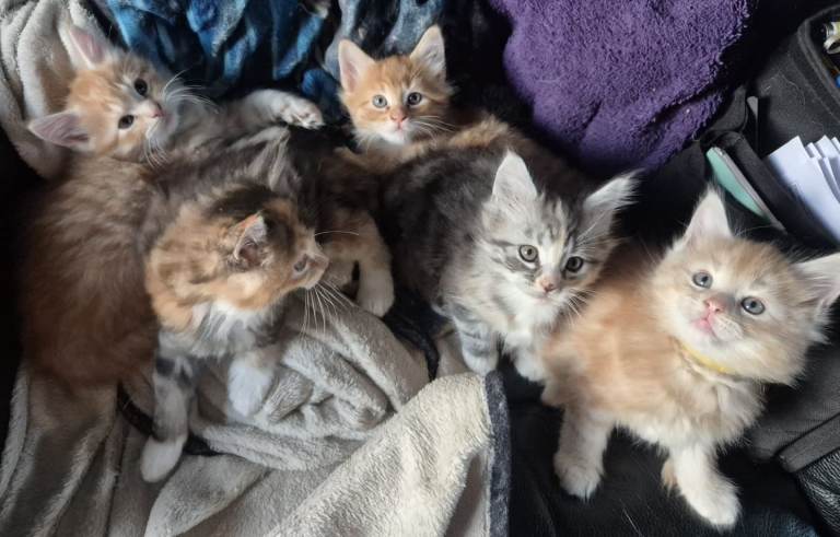 1/2 Maine Coon kittens
