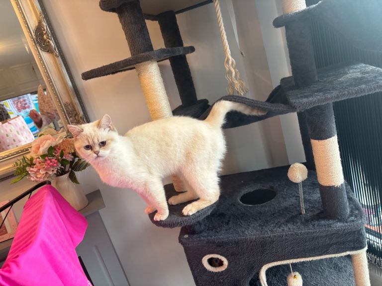 10 month  British shorthair 