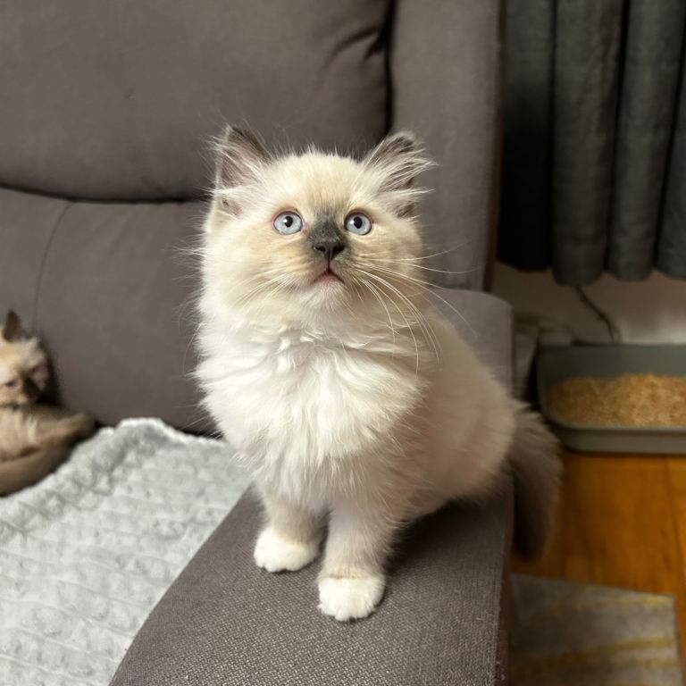 😻Beautiful Purebred Ragdoll Kittens 😻