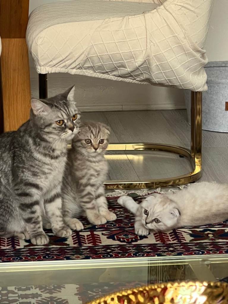 Kittens 
