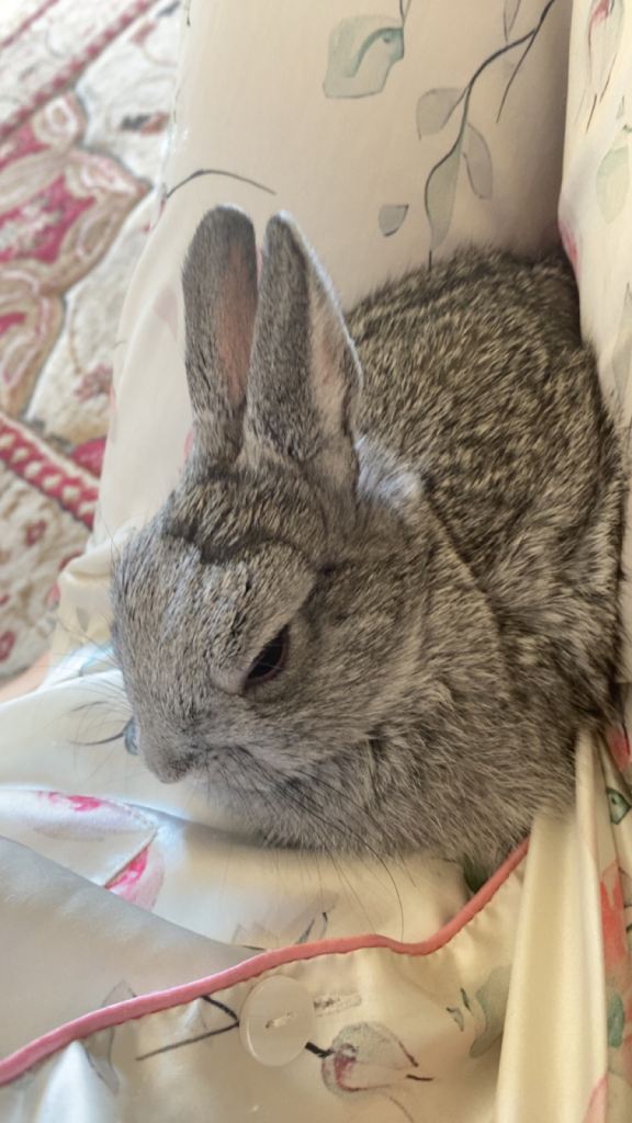 Small Netherland dwarf  bunny