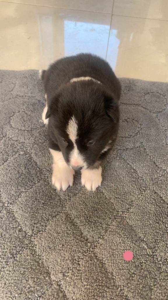 Husky puppies 