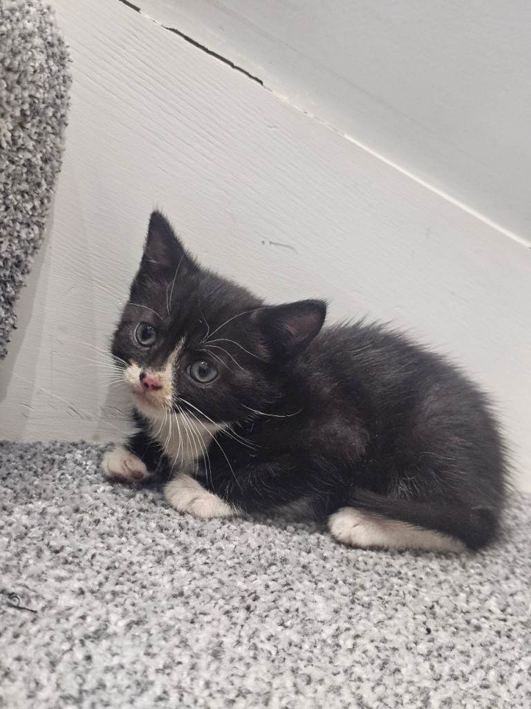 Lovely male kitten 